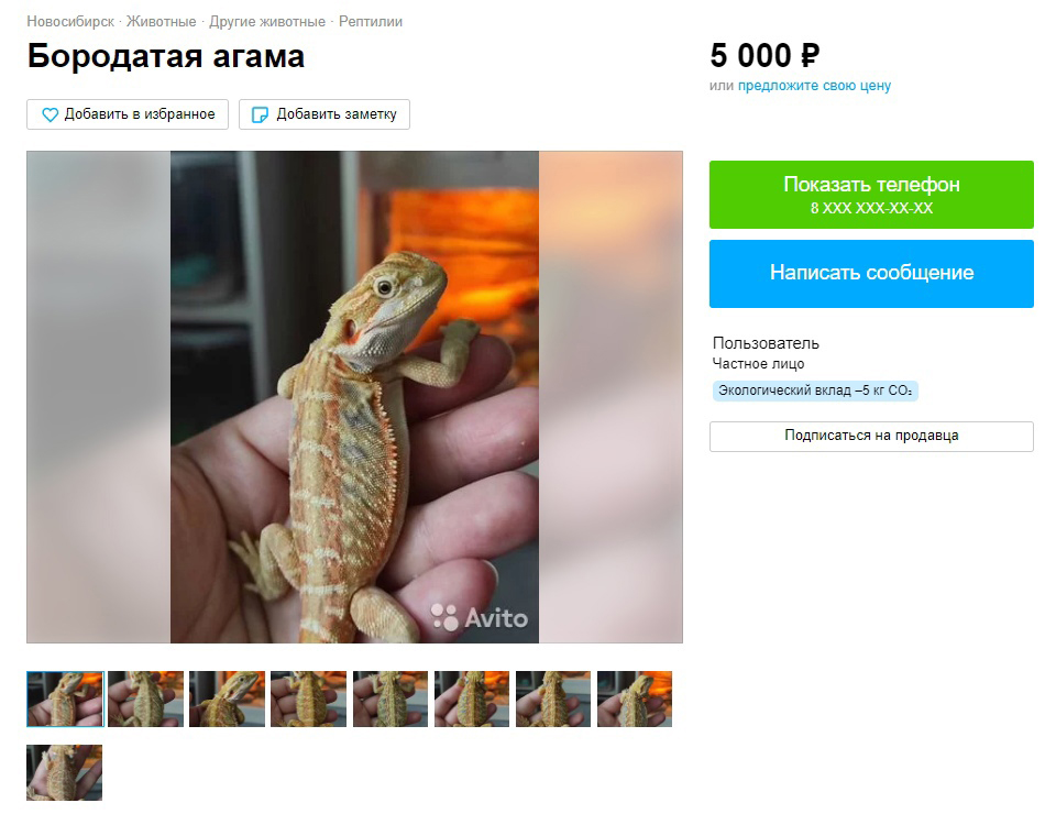 В Новосибирске предлагают несколько малышей за 5000⁠—⁠10 000 ₽, за опт обещают скидки. Источник: avito.ru