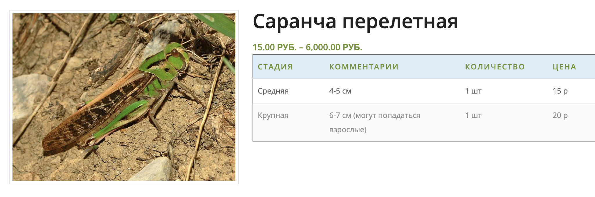 Саранча считается деликатесом и стоит в разы дороже сверчков. Источник: sverchokcorm.ru