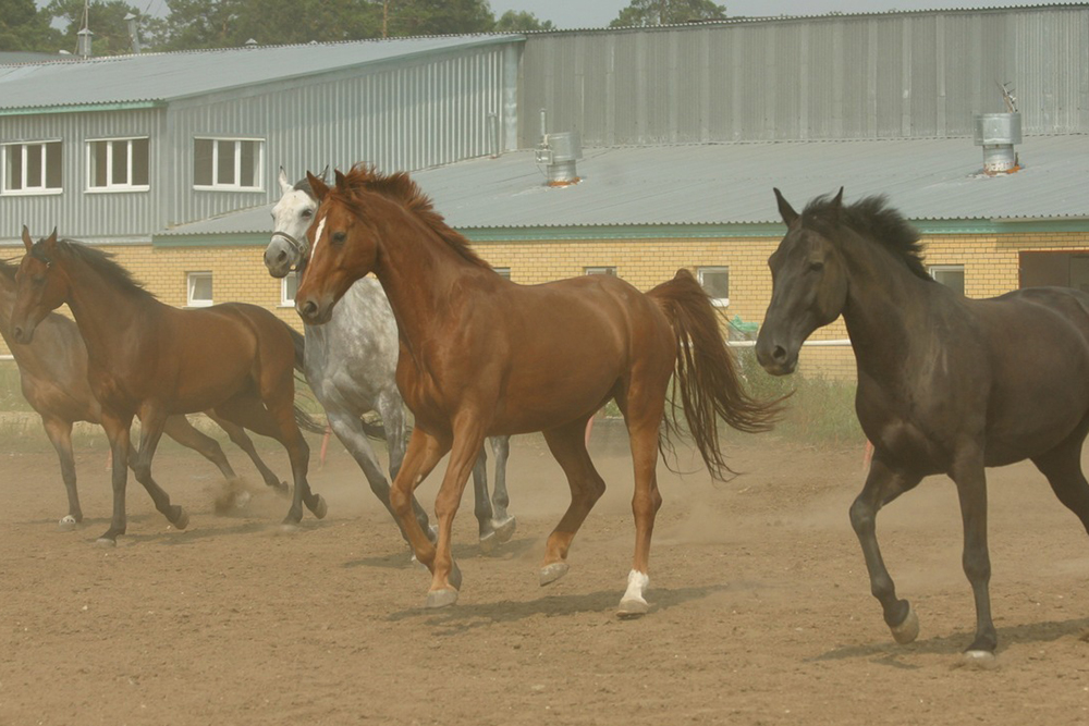 Школьные лошади на плацу на фоне конюшни