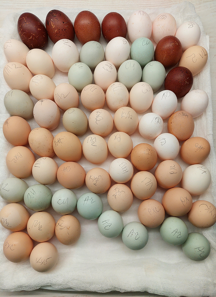 Закладываем яйца на инкубацию