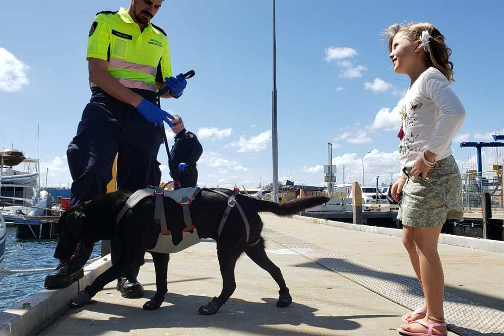 Пограничник с собакой на досмотре яхты в Австралии. Снято скрытой камерой