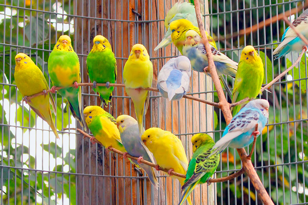 Естественный природный окрас волнистых попугаев — желто⁠-⁠зеленый. Источник: Anastasia Tveretinova / Shutterstock