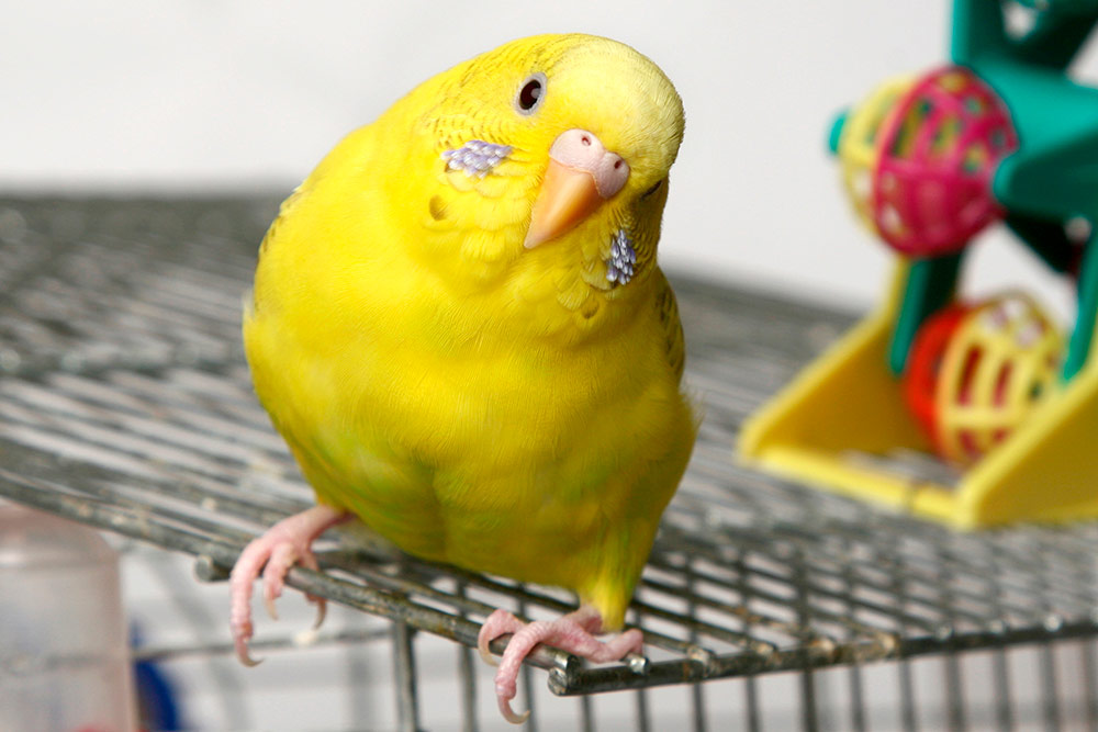 Попугайчики только одного цвета, обычно белого или желтого, — редкость. Такой окрас получается благодаря комбинации рецессивных генов, поэтому вывести однотонного птенца непросто. Источник: VitCOM Photo / Shutterstock