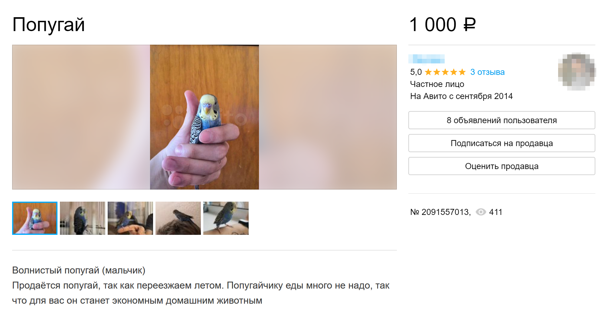 В некоторых объявлениях продавцы сразу объясняют причину продажи птичек. Источник: avito.ru