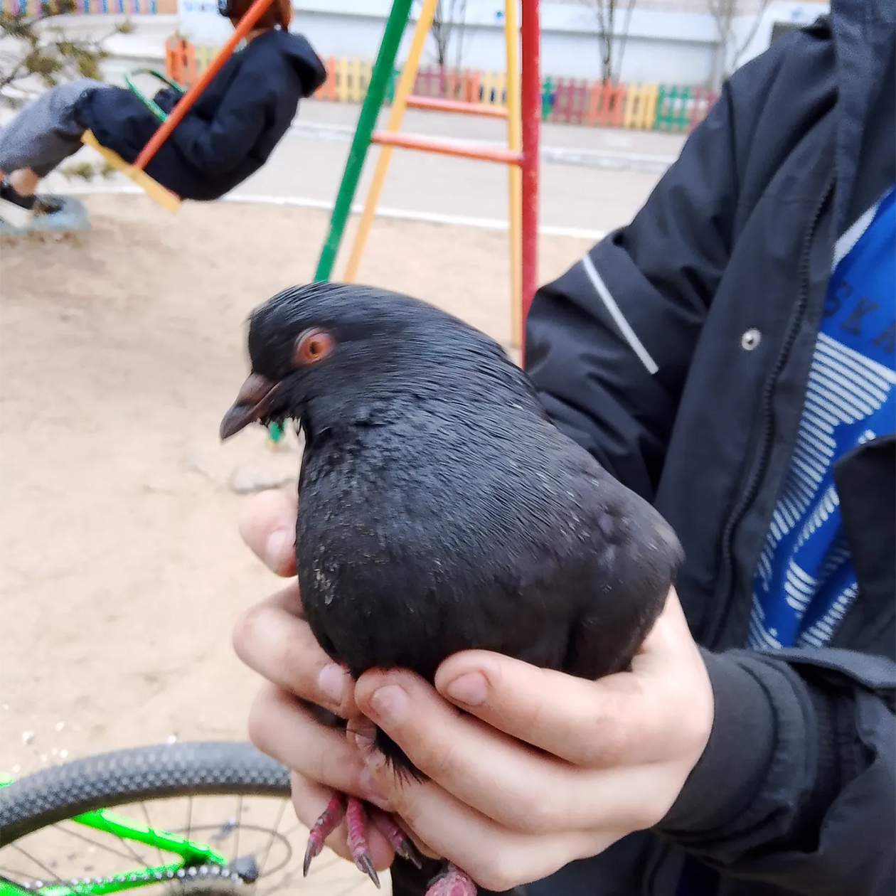 Это голубь, которого мы нашли и которому хотим помочь