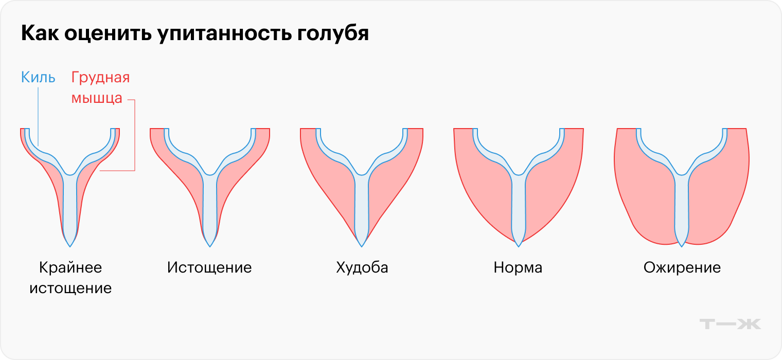 Оценить упитанность голубя можно, ощупав его грудную мышцу и киль