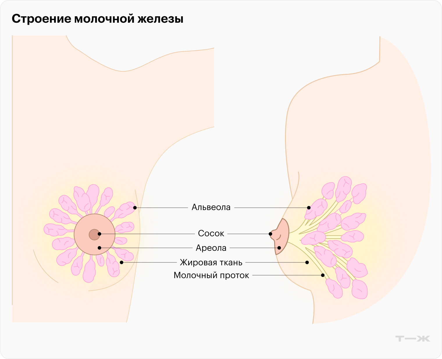 Альвеолы молочной железы — маленькие шарики, у каждого из которых есть свой проток. Они собираются группами и похожи на виноградные грозди, которые объединены крупными протоками. На одной груди в среднем около девяти конечных протоков — они открываются на поверхности соска