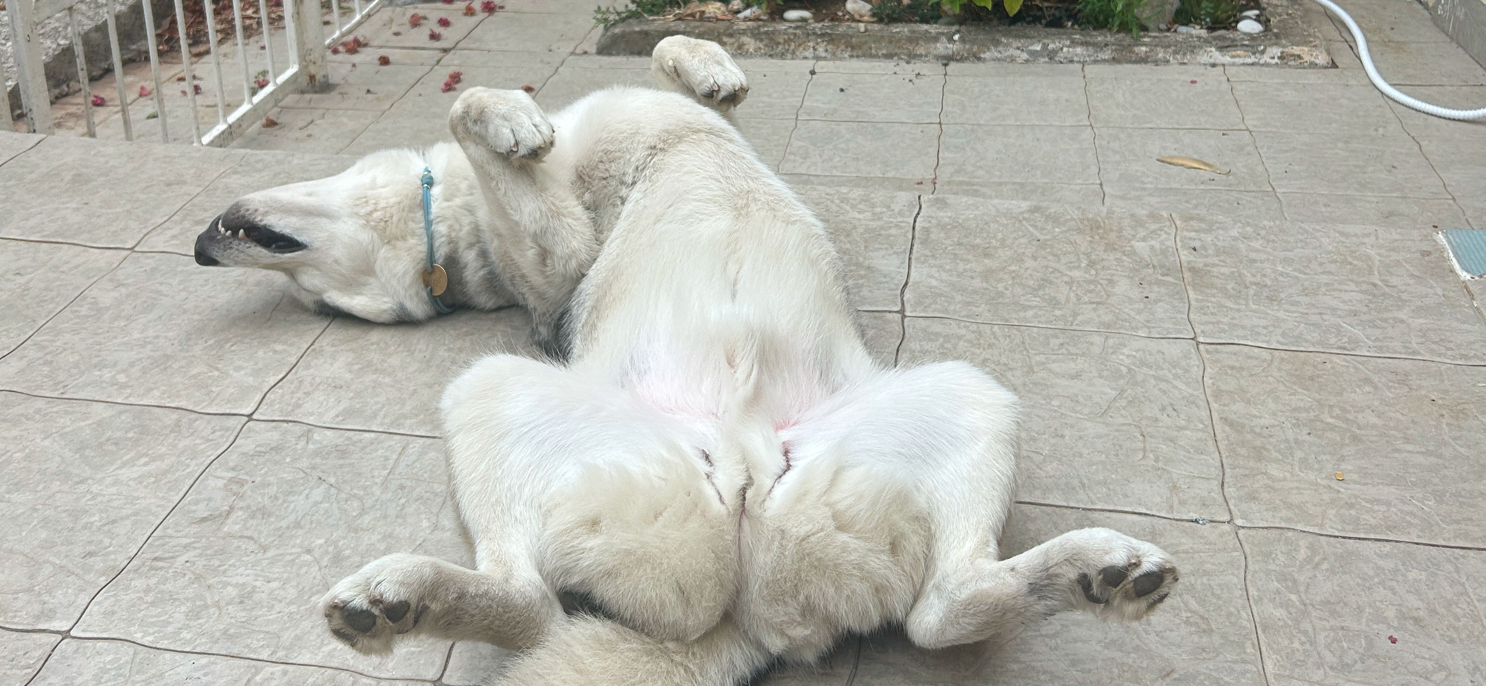 Фото питомца: хаски Макс спит на спине