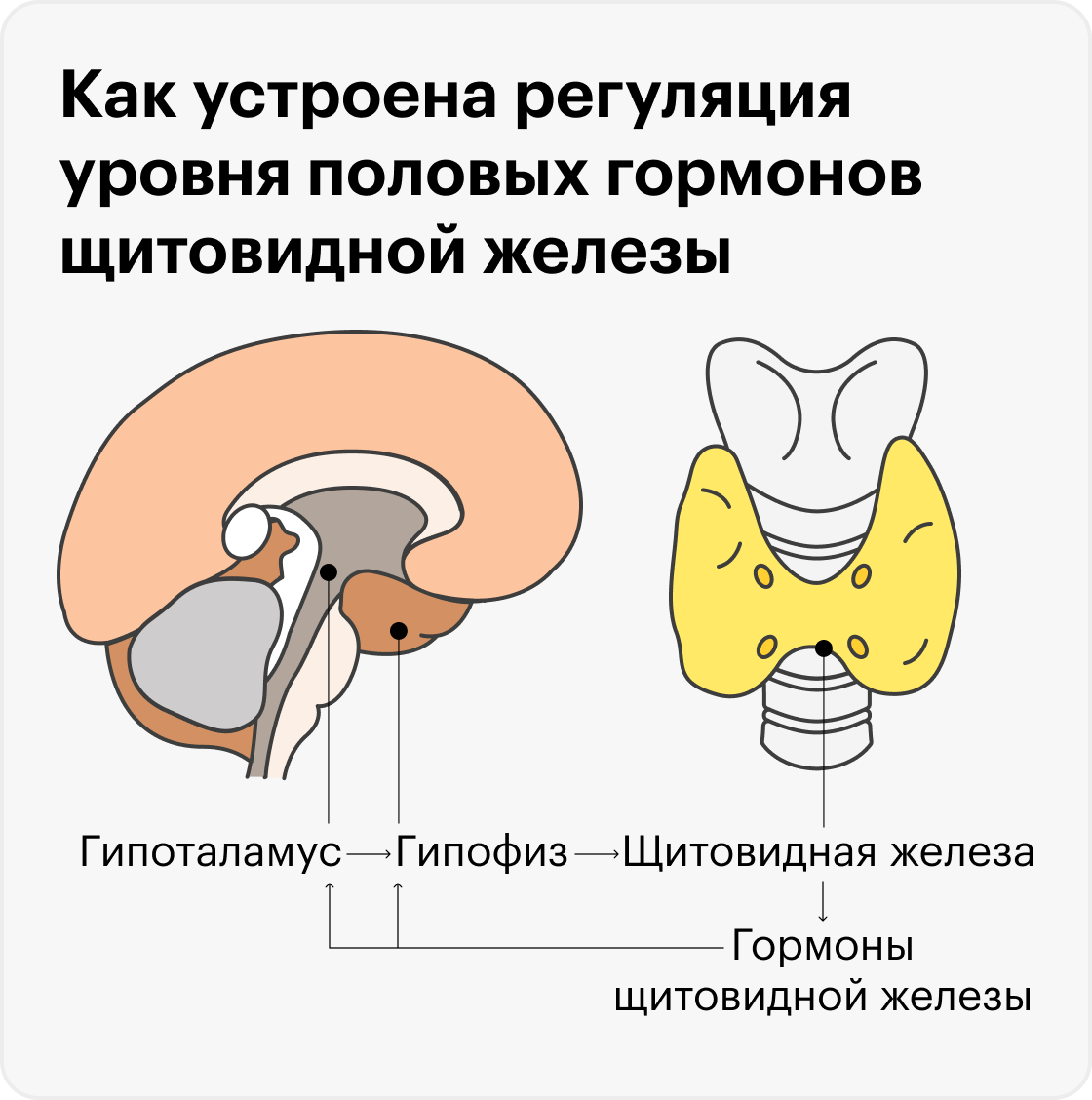 Гипоталамус и гипофиз вырабатывают гормоны, регулирующие работу щитовидной железы. При этом уровень гормонов щитовидной железы в крови также влияет на работу гипофиза и гипоталамуса: в норме, если он высокий, гипоталамус и гипофиз уменьшают выработку своих гормонов и наоборот