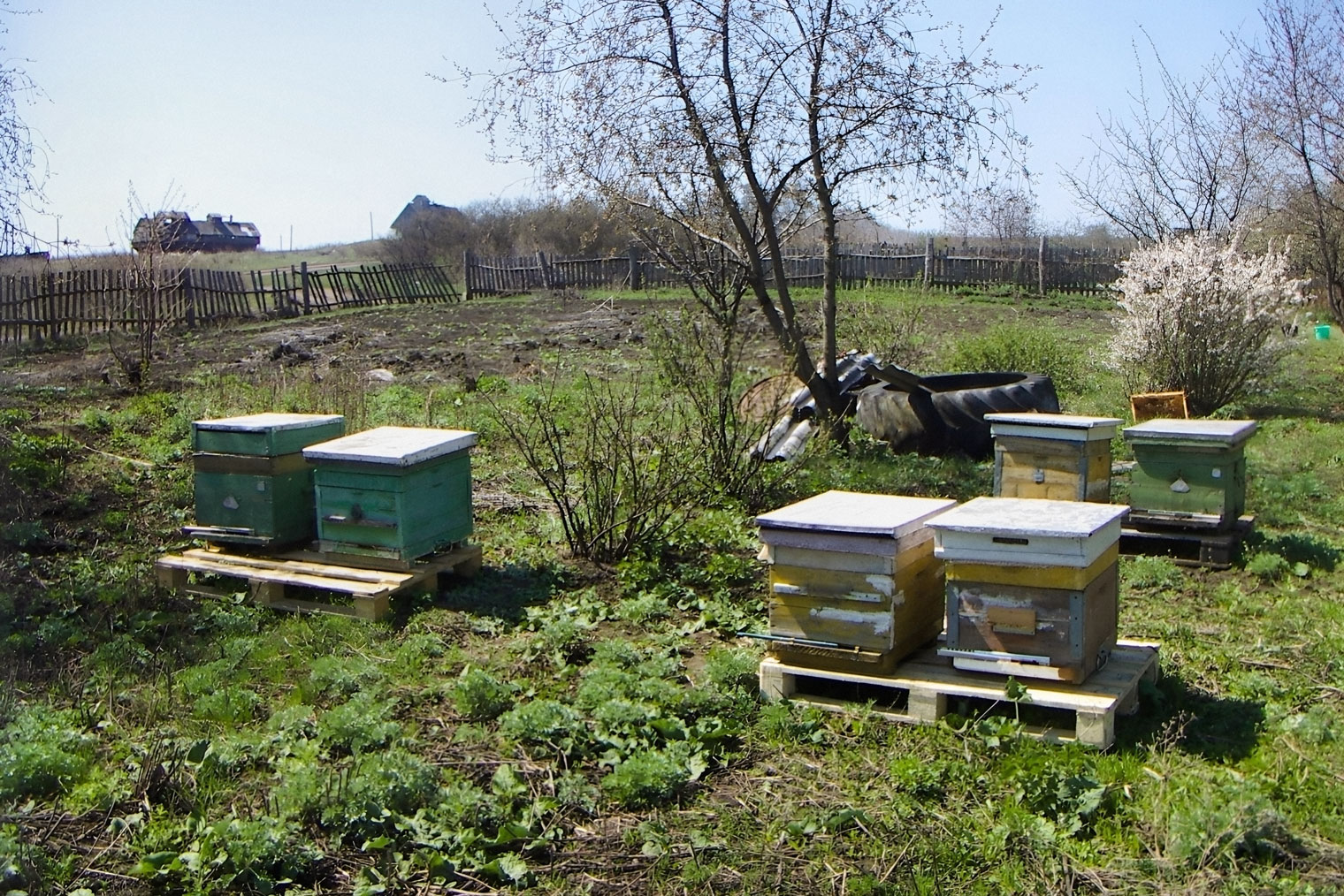 Пчеловодство для новичков. Полезные советы от опытных пасечников