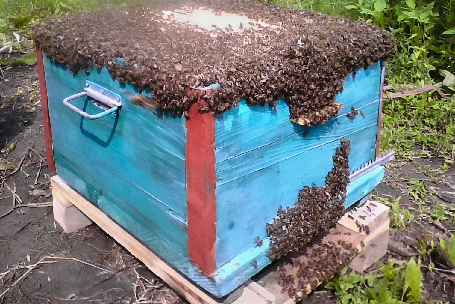 Правила и нормы содержания пчел: как жить в мире с соседями | Пчеловодство | irhidey.ru
