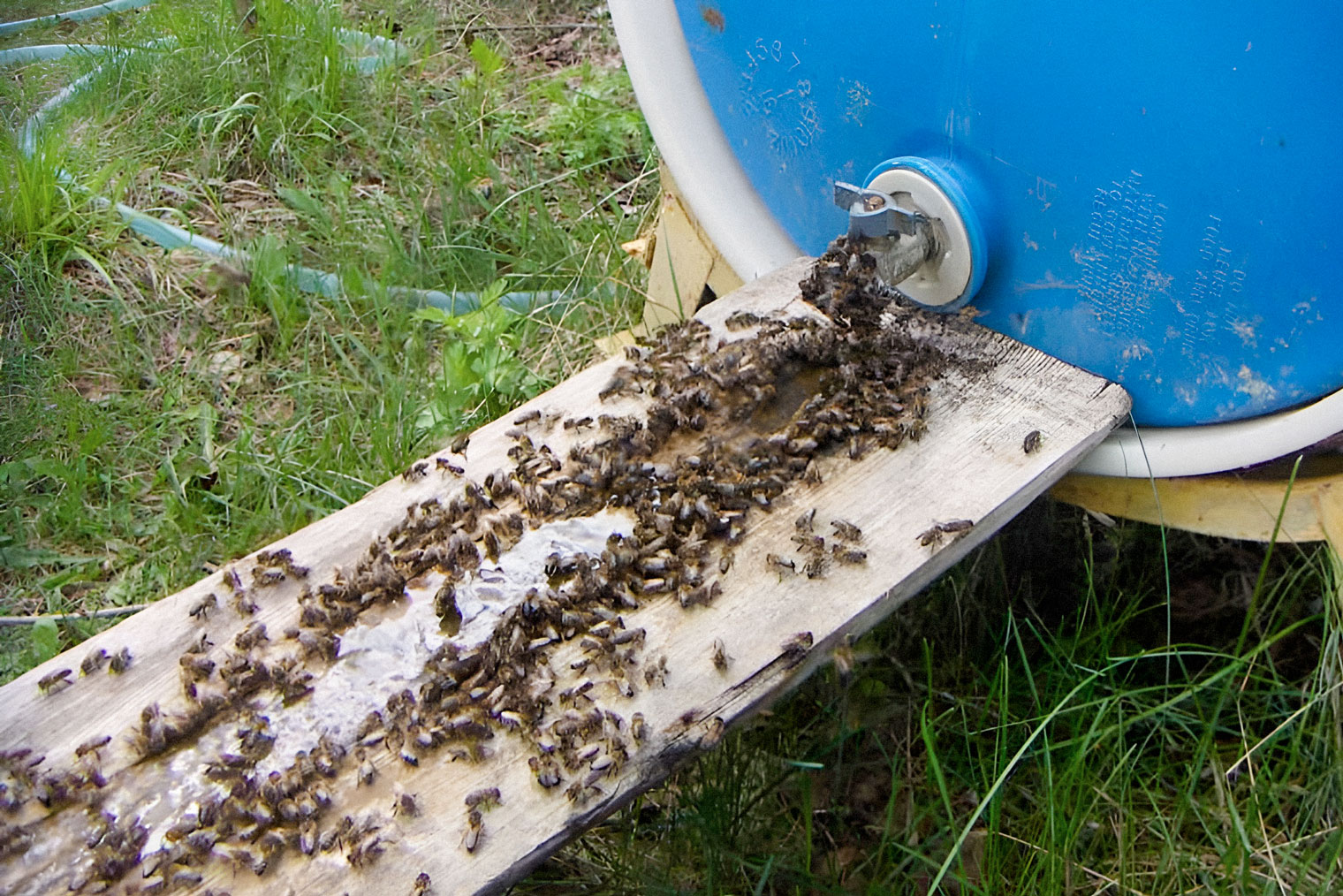 Как сделать ловушку для пчел. Где ставить и как поймать рой пчел