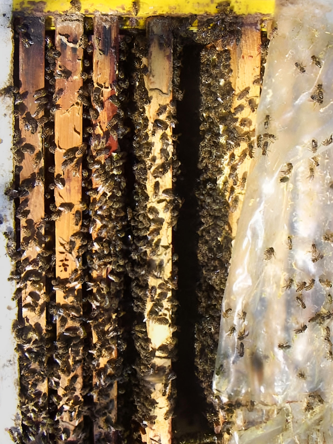 Улей Bee⁠-⁠Box и пчелосемья в нем