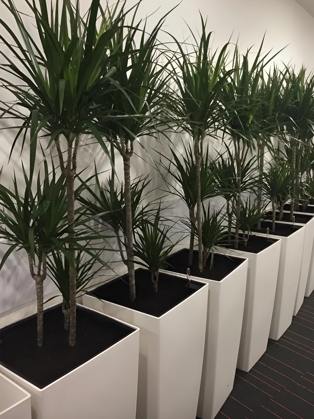 В офисах клиентов мы можем высаживать растения в кашпо и оформлять «зеленые» стены