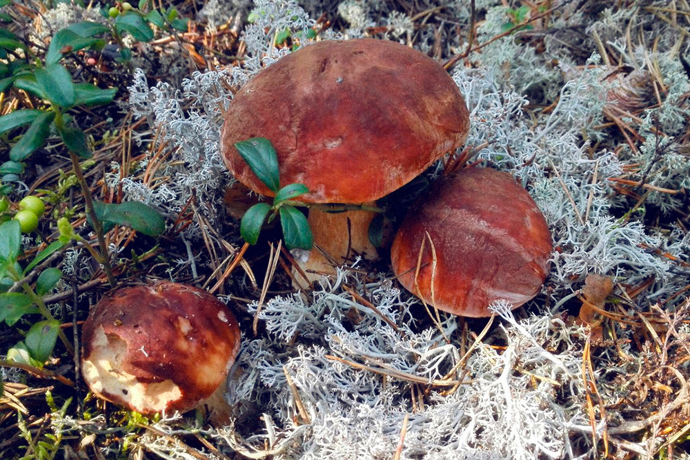 Боровик — благородный гриб