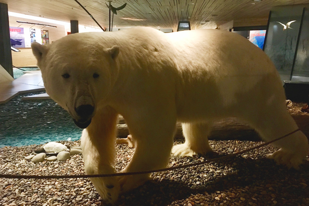 Белый медведь в музее Шпицбергена в Лонгйире. Пожалуй, это единственный шанс увидеть его так близко и остаться в живых
