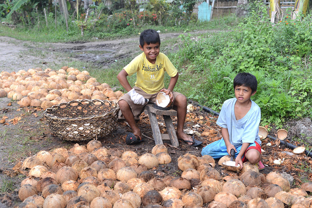 Дети собирают кокосовую мякоть — копру