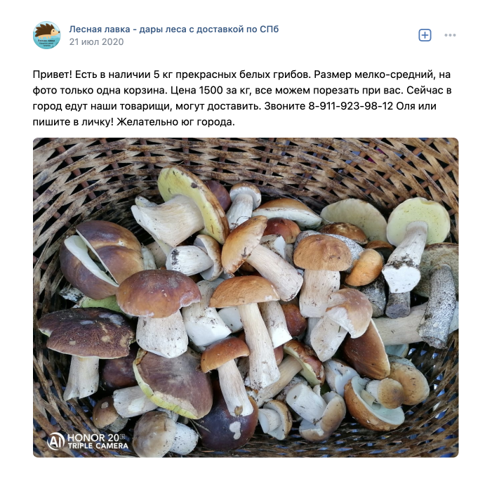 Фото съедобных грибов в лесу