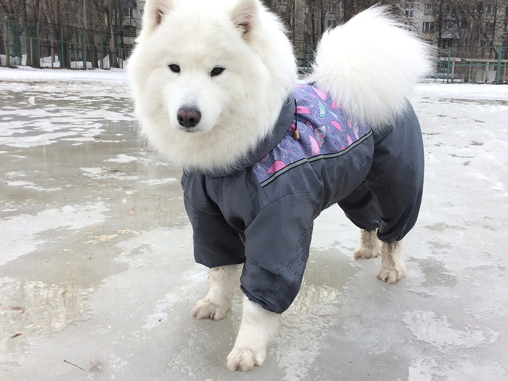 В грязную погоду собаку одевают в комбинезон, чтобы не мыть целиком после каждой прогулки