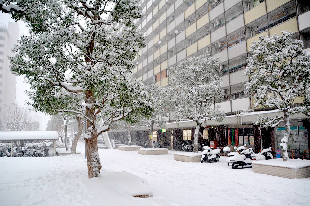 Снег в Токио выпадает раз в год. Если до вечера он не успевает растаять, в городе случается транспортный коллапс