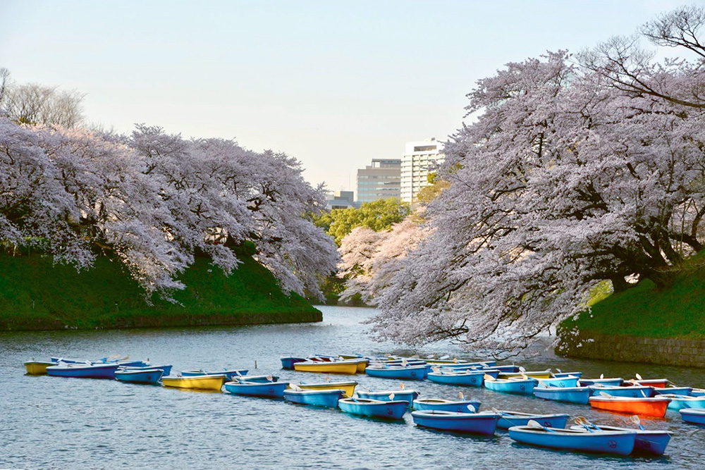 Зато в начале весны во всем городе расцветает сакура