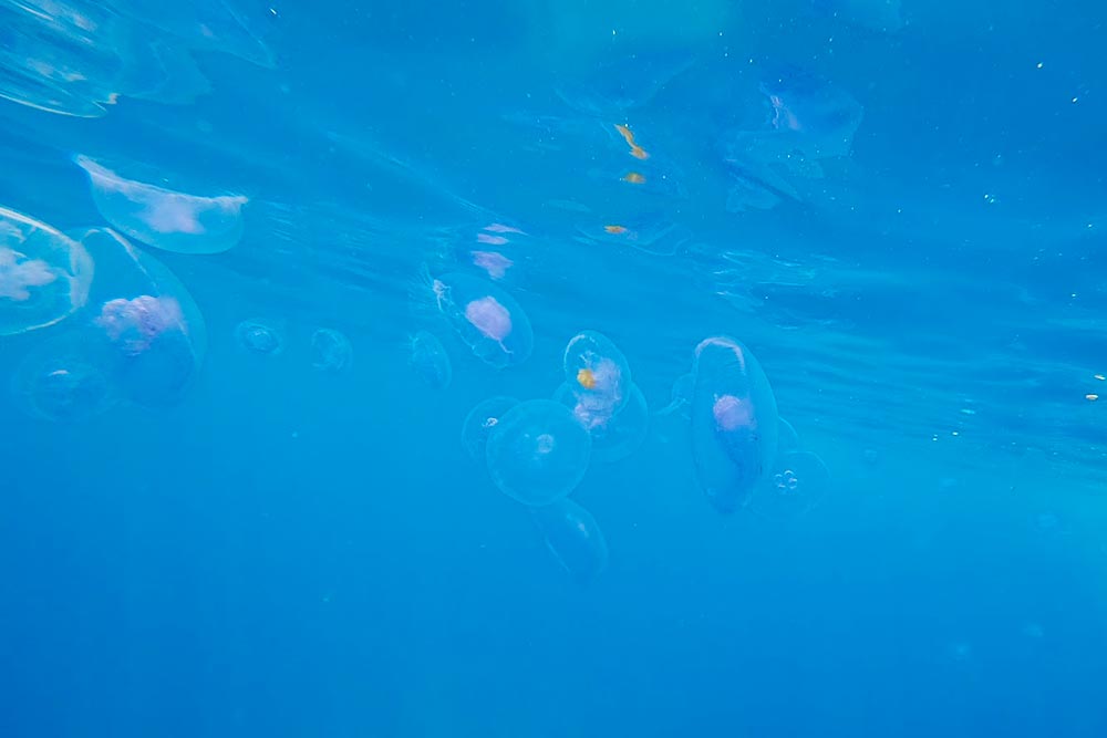 Медузы Красного моря у побережья Тала Бей
