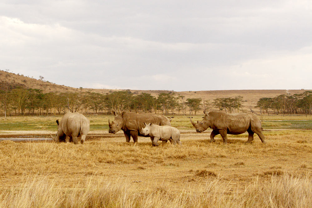 Носороги с детенышами недалеко от озера Накуру