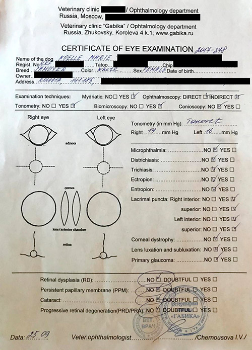 Подтверждение результатов теста на дисплазию из РКФ и международный офтальмологический сертификат. Все серьезно