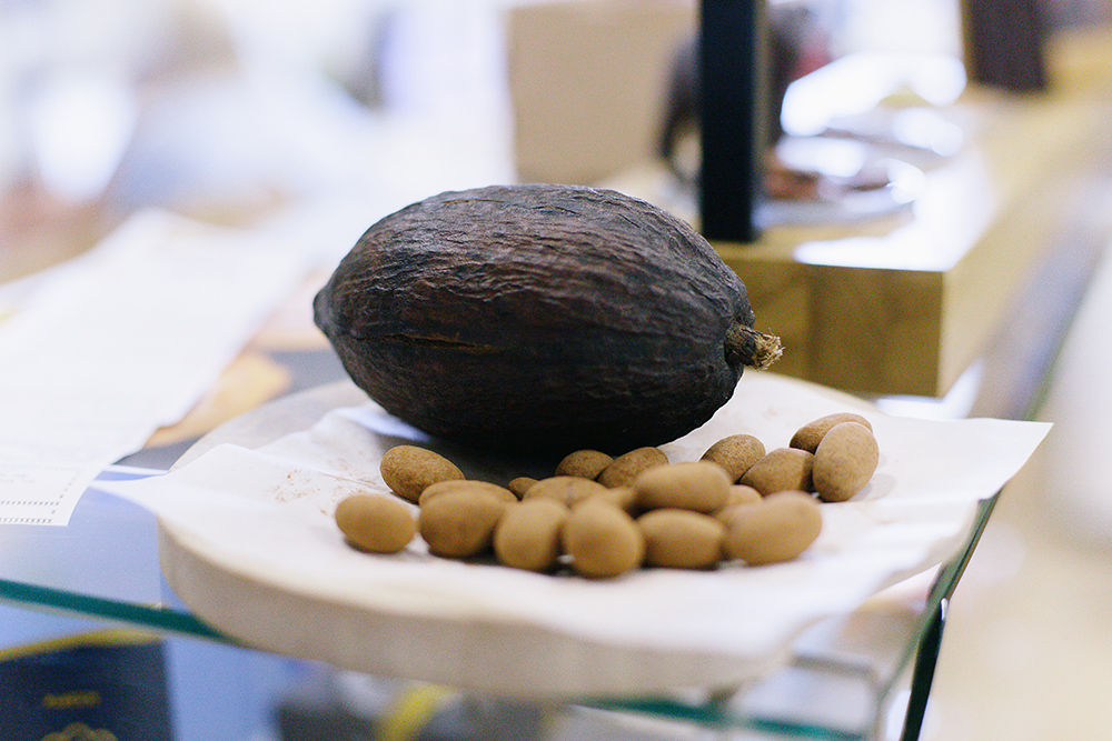 Вот так выглядит плод какао. Внутри спелого плода — от 30 до 50 бобов с горьким, вяжущим, не похожим на шоколад вкусом