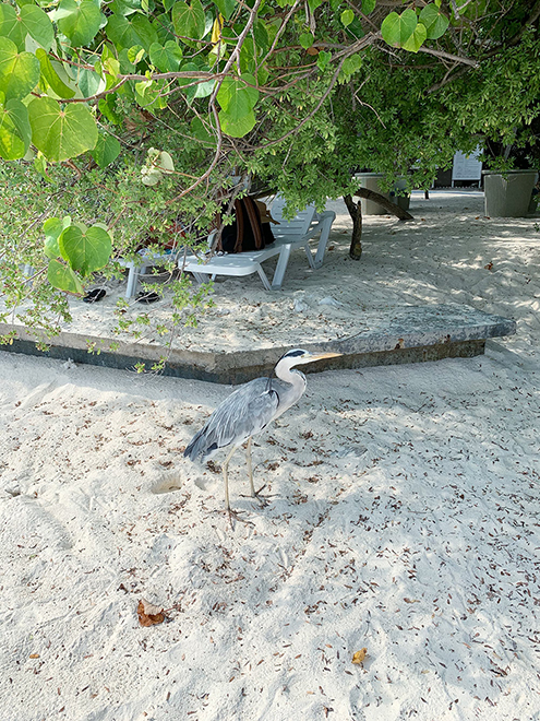 На острове-резорте живут цапли, к ним можно подходить и фотографировать
