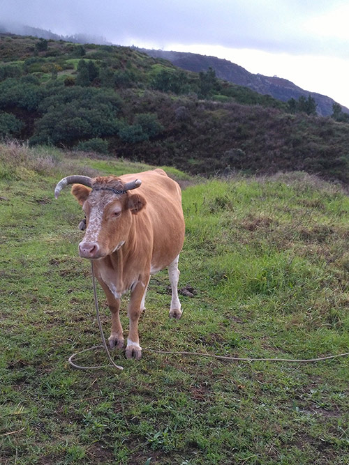 По дороге к водопаду пасутся обычные коровы