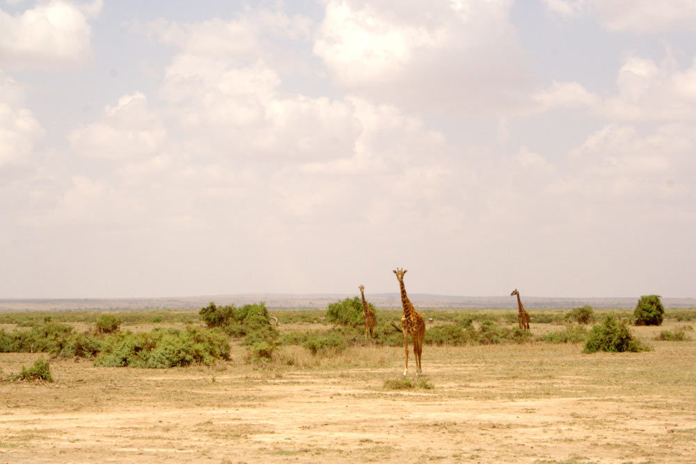 Чтобы увидеть жирафов, не обязательно ехать на гейм-драйв. Иногда они ходят вдоль дорог. Первого мы увидели при выезде из аэропорта всего через несколько минут после прилета