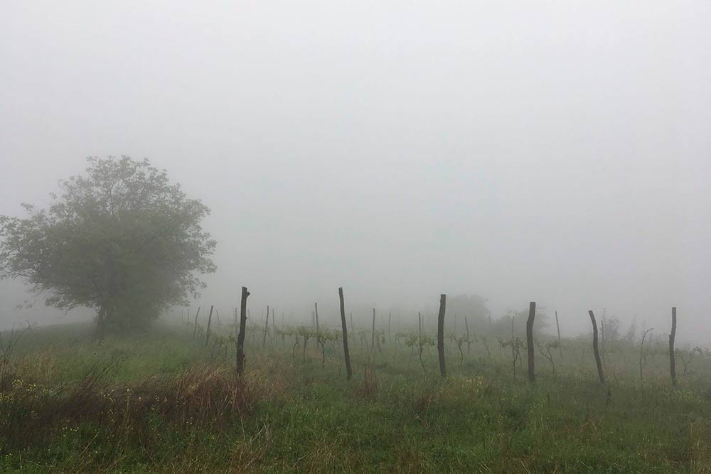 Поля виноградников, накрытые облаком, в Кахетии