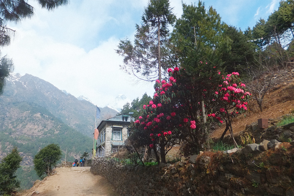 Рододендроны цветут в Непале в марте и апреле на высоте 2000⁠—⁠3000 метров
