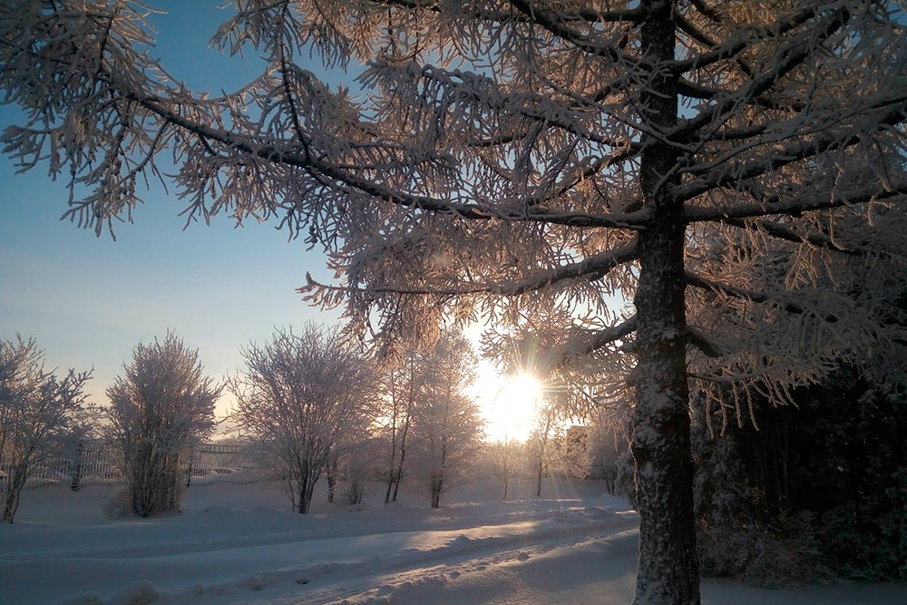 Рецепт красивой зимы: низкая температура и высокая влажность. Поэтому зимой все вокруг Череповца покрывается снежной бахромой
