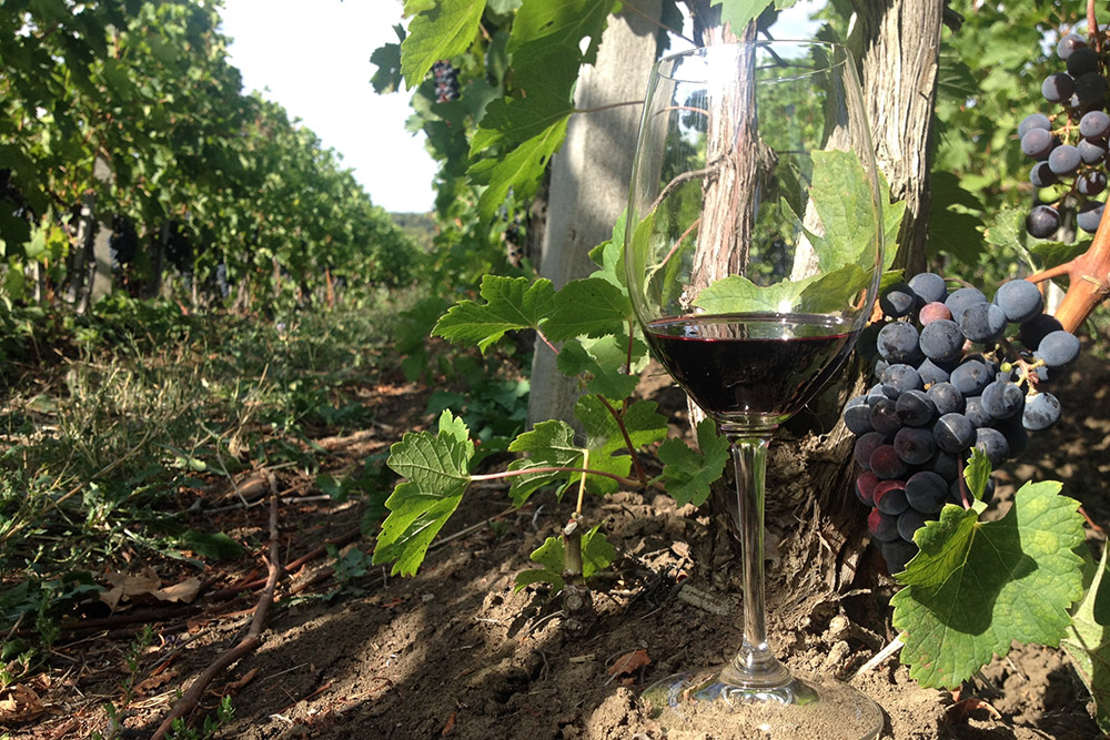 Виноградники Краснодарского края занимают более 26 тысяч га. Для сравнения, площадь виноградников во французском регионе Бордо — около 70 тысяч га, а в Божоле — 22 тысячи