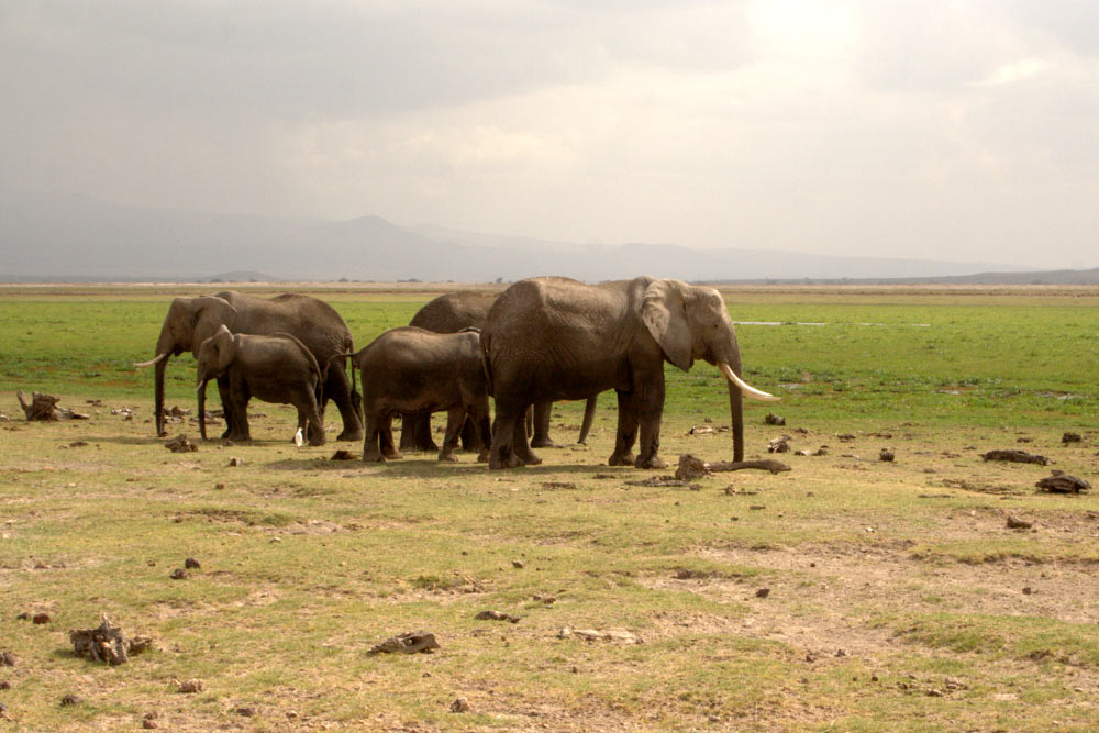 Слоны не представляют опасности для человека, если их не провоцировать