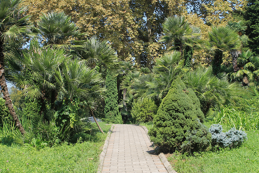 Все основные дороги в Батумском саду асфальтированы или выложены плиткой