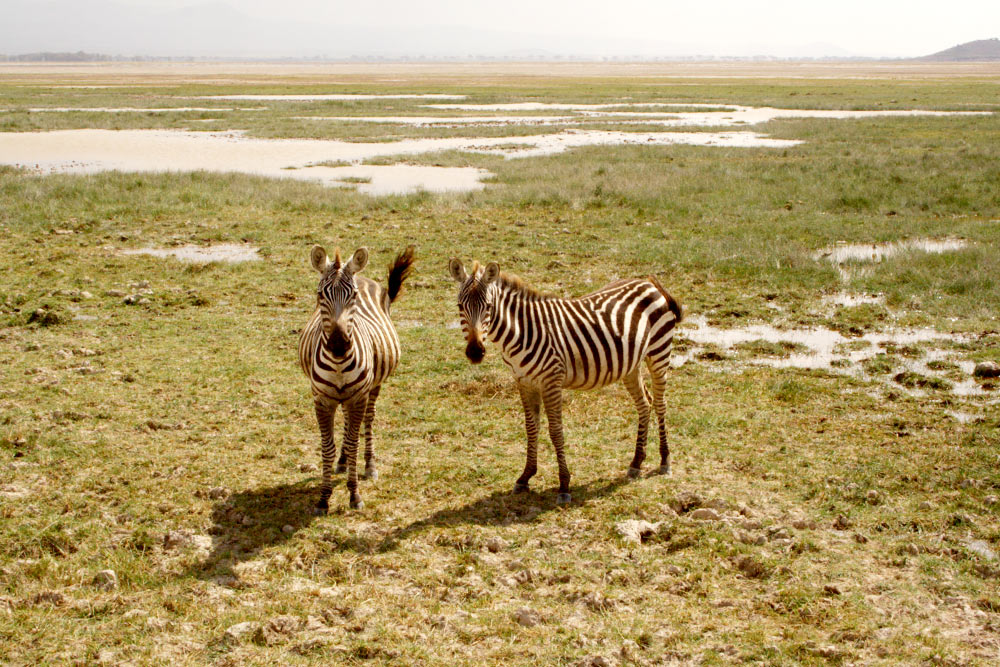 Во время поездки в Кению я узнала много интересного об африканских животных. Например, молоко, которым зебры кормят своих жеребят, не белого, а розового цвета