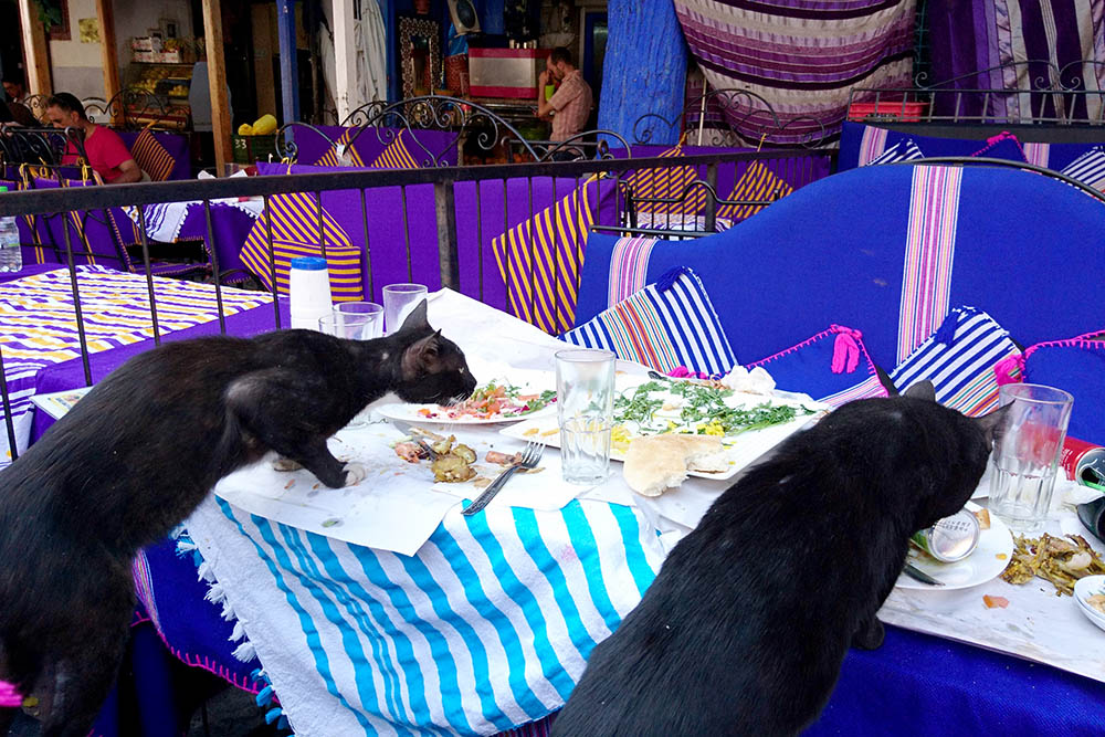 Местные коты доедают наш обед в уличном кафе на площади Шефшауэна