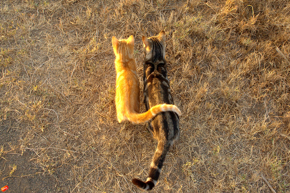 Утром мы обнаружили возле гестхауса двух котов и решили, что они живут у хозяина дома. Оказалось, что это дикие кошки, которые обитают в саванне и сами добывают себе еду