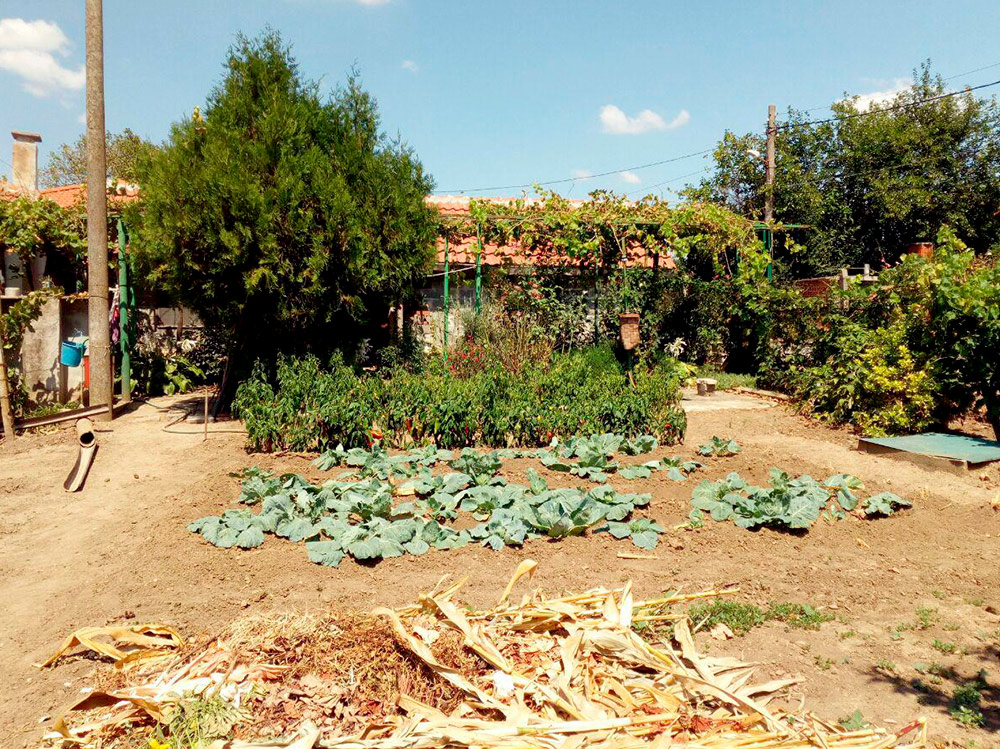 В болгарской деревне благодаря климату снимают по три урожая за сезон