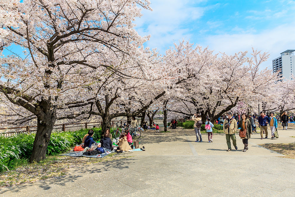 Токийцы в парке во время цветения сакуры. Она распускается в начале весны и опадает спустя несколько дней, не успев увянуть. Для японцев это символ любви к жизни, несмотря на всю ее суровость. Фото: Shutterstock