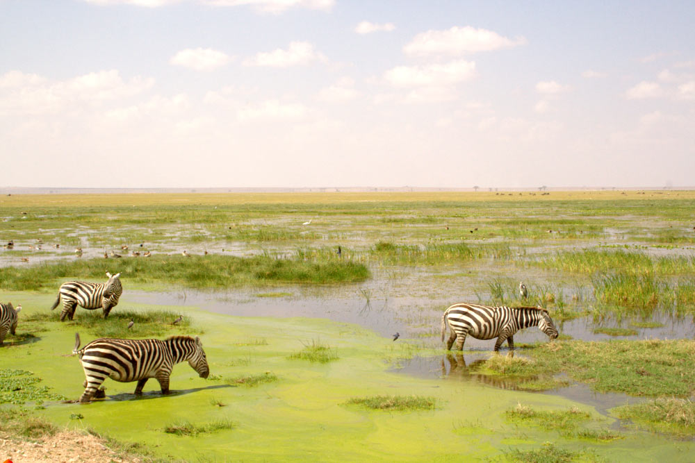 За время сафари мы встретили огромное количество зебр, и если в первый день каждая из них вызывала восторг, то к концу поездки мы почти не обращали на них внимания