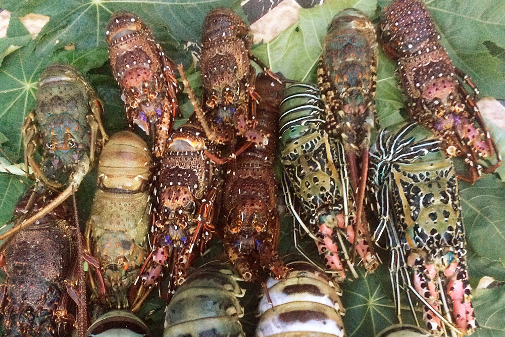 На Занзибаре много рыбы и морепродуктов. По вечерам рестораны выкладывают у входа морепродукты, из которых будут готовить ужин