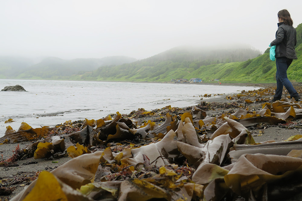 Свежие выбросы ламинарии, которую в народе называют морской капустой, собирают. Ее можно есть
