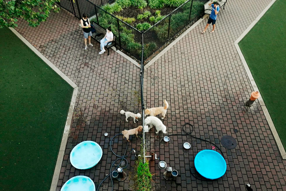 Собачий парк разделен на секции по размерам собак: на фото те, что побольше, справа, а поменьше — слева