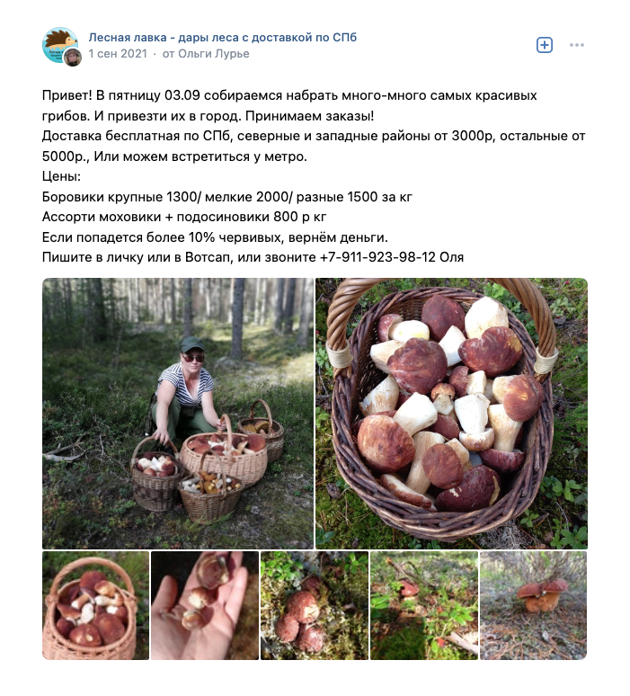 Grzybobranie. Рассказываем, что нужно знать о сборе грибов в Польше — MOST Media