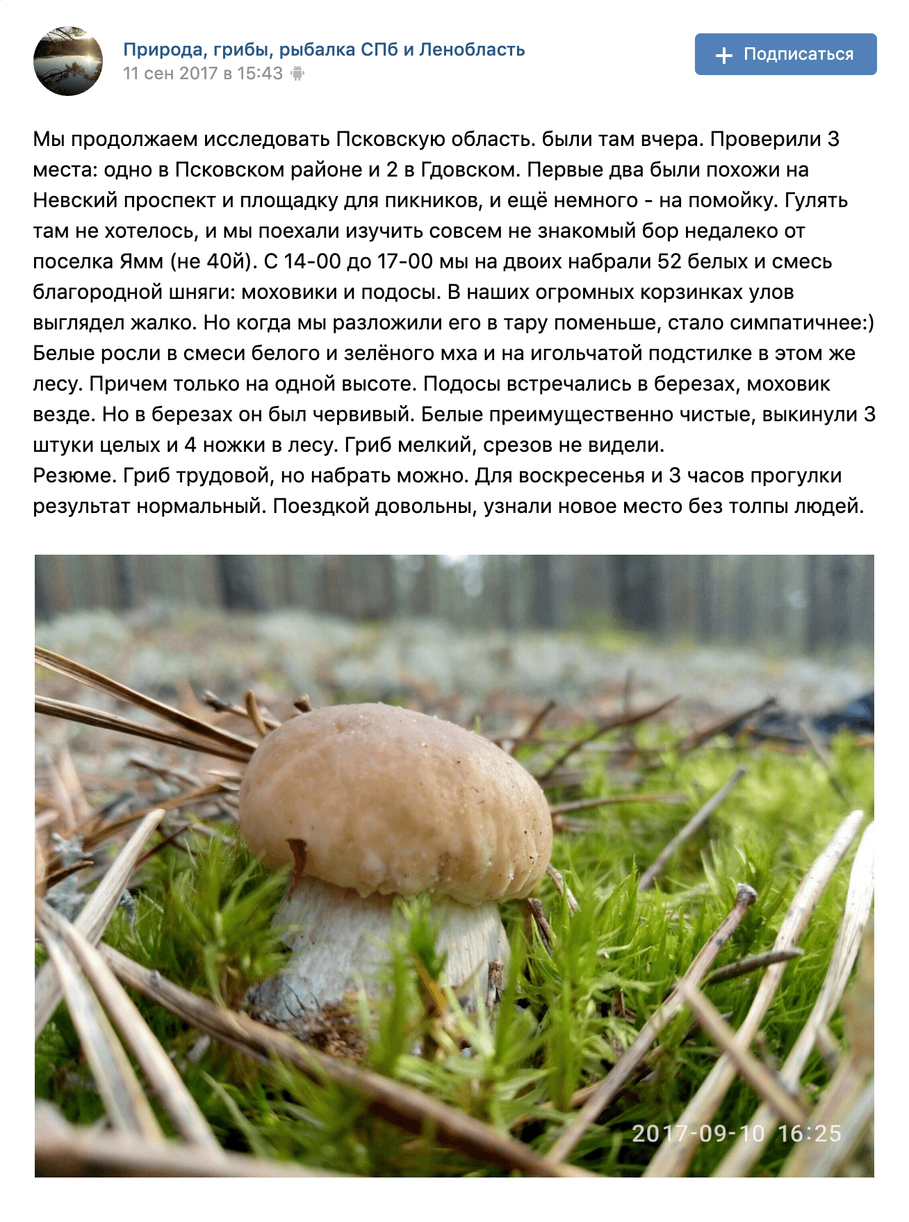 Белый гриб на грядке: реальность или мистификация века?