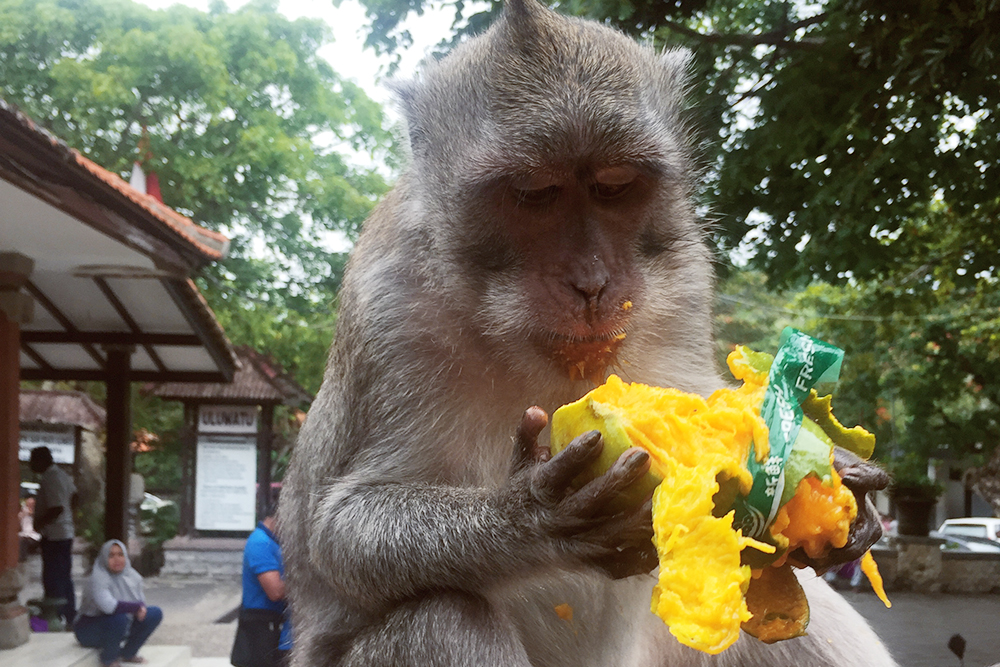Манго в Индии — любимое лакомство обезьян